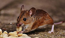 24 Hour & Emergency Exterminators in Keyes, CA